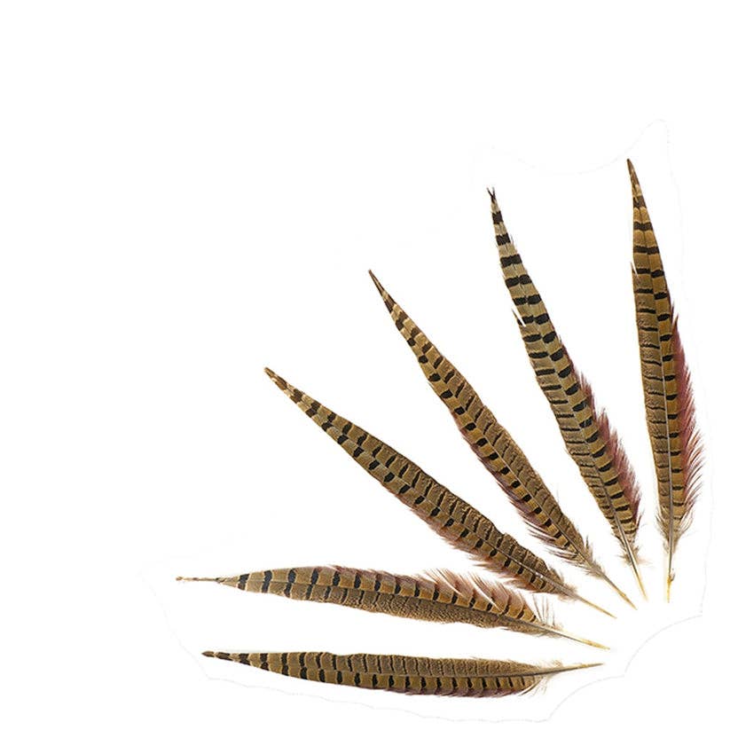 Zucker Feather Products - Wholesale Veren - 10 stuks/PKG Fazantstaarten met ringhals 12-14" - Naturel1