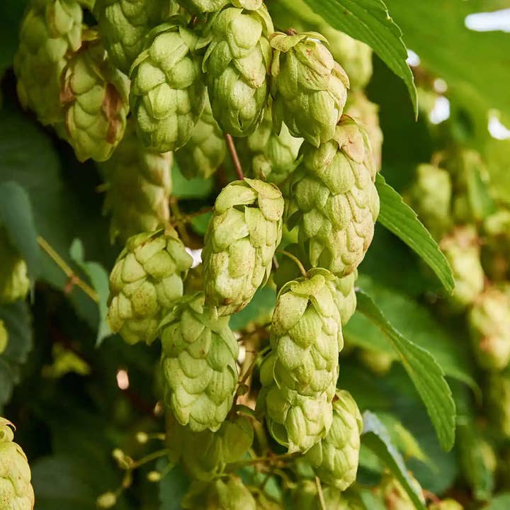 Hops Herbal Tincture for wholesale by Daydream Organics | Prairie Doctor Brand