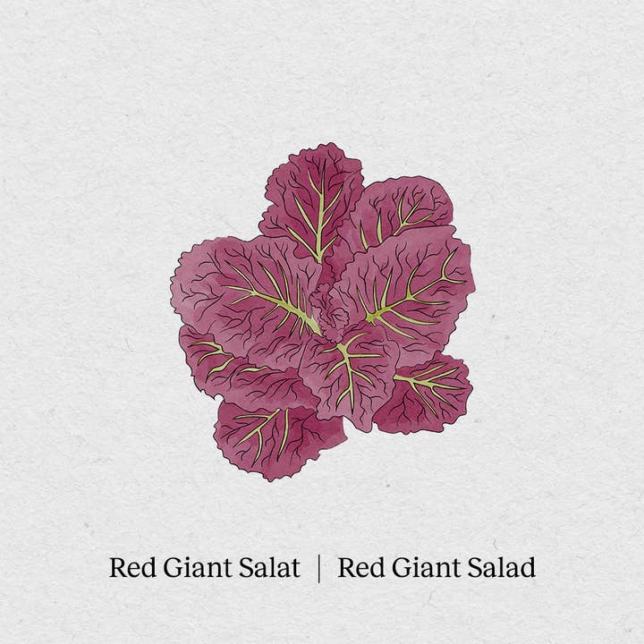 Red giant lettuce for wholesale by BerlinGreen