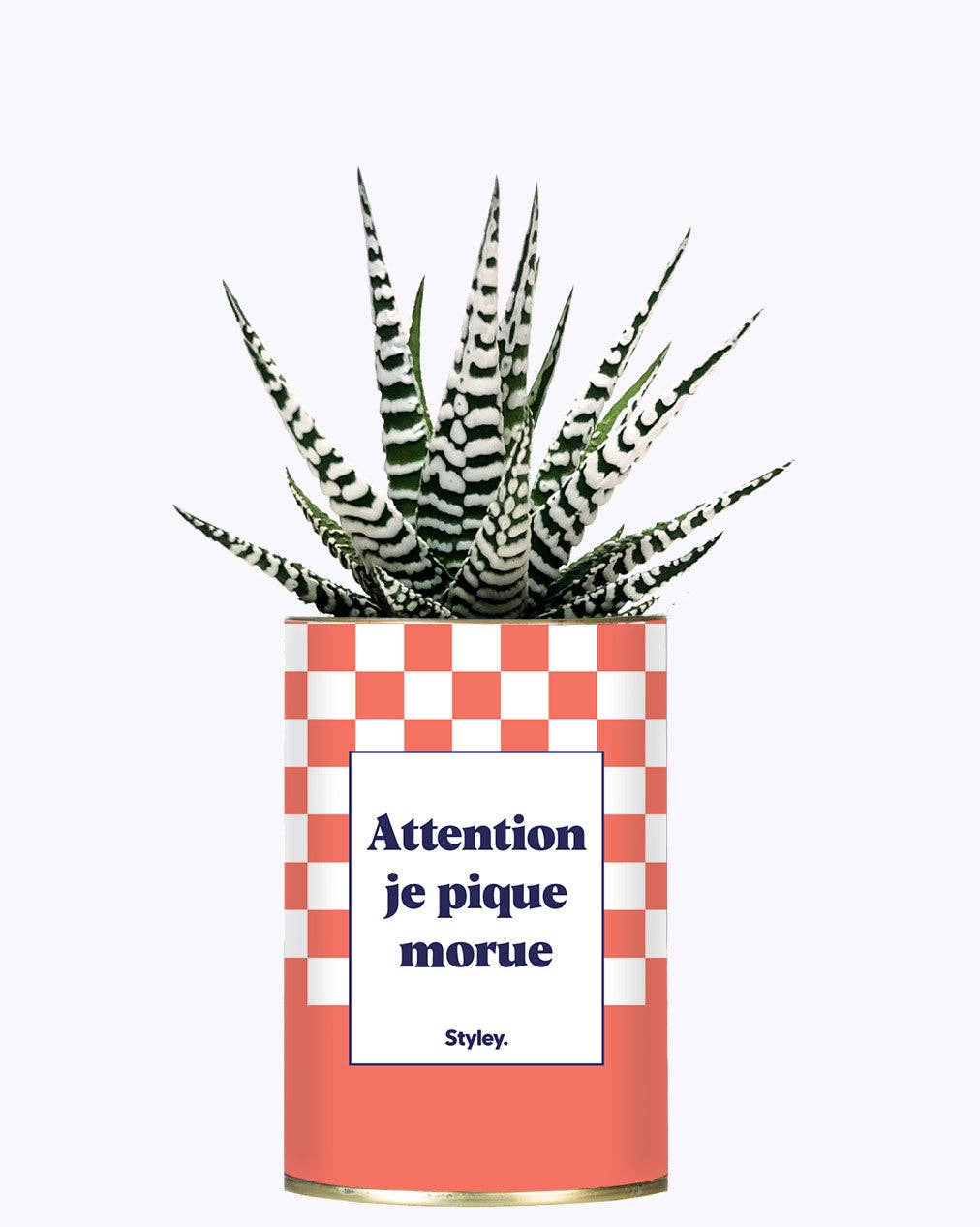 Styley - Wholesale Live Plant - Attention Je Pique Morue - Cactus2