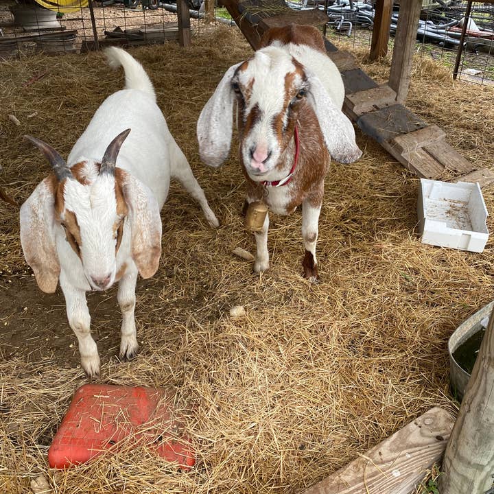 Wilco Home - Wholesale Bunting/garland - 14 pc Festival Bell Garland Burnished Gold Finish5