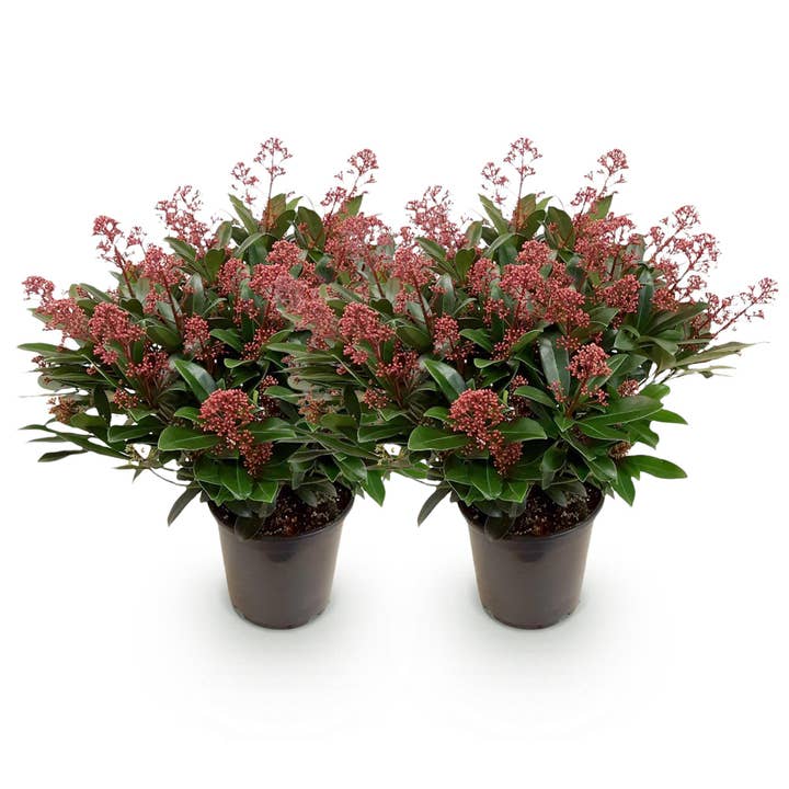 Skimmia japonica Rubella – 2 Pflanzen 19cm Höhe ca.60cm – Rot blühend – 40+ Knospen – Winterhart & immergrün – Ideal für Beet Balkon Terrasse für den Großhandel von Oasis of Life
