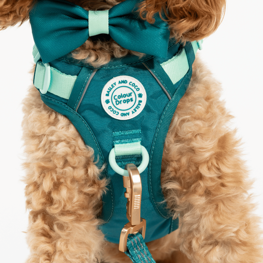 Bailey and Coco - Vente Harnais – chien - Harnais pour chien Trail & Glow - COLOUR DROPS® - Ice Teal5