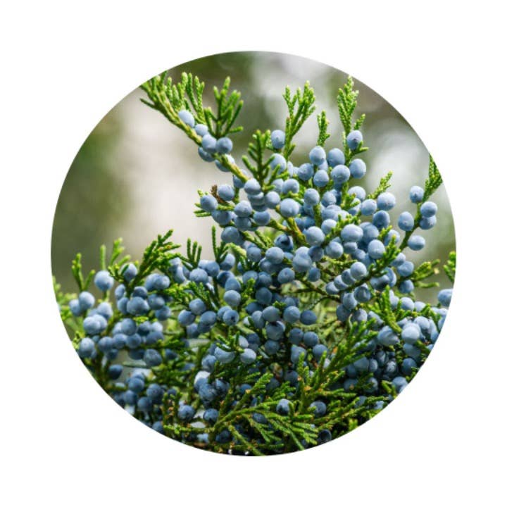 L'Atelier 100BON - Vente Parfum/Eau de toilette - Bois de Mangrove (Bois de Mangrove) - EDP Intense - 30ml4