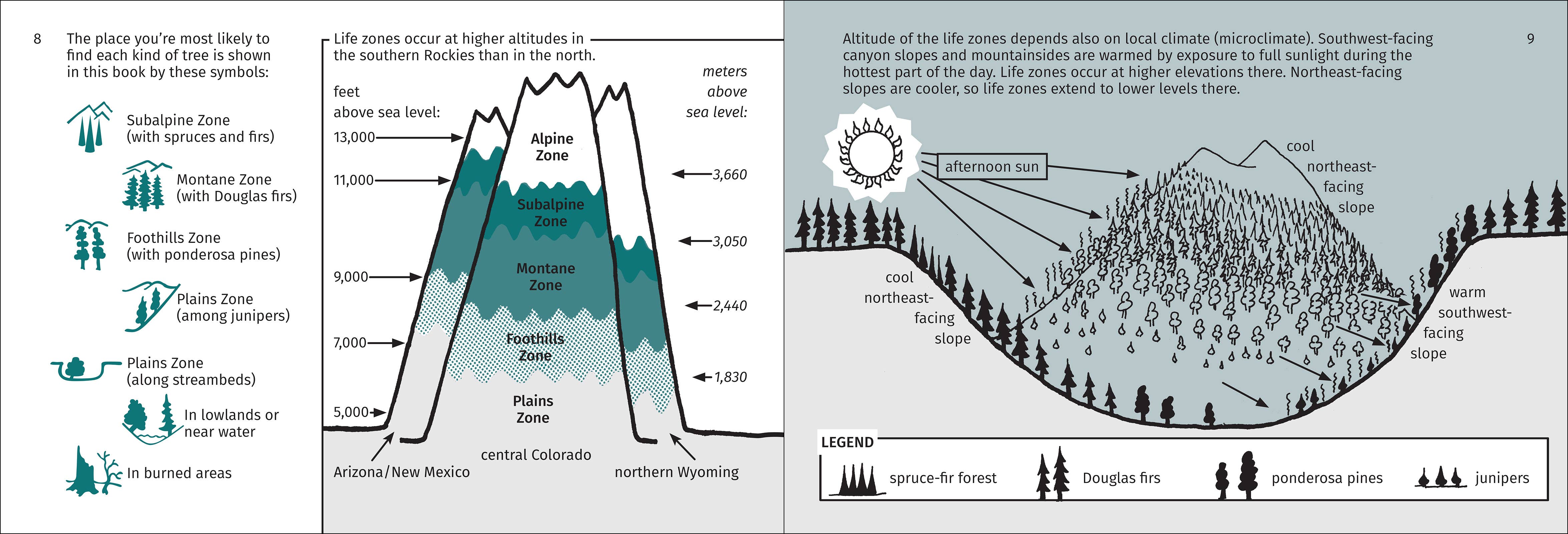 AdventureKEEN - Wholesale Nature & Outdoors - Rocky Mountain Tree Finder 3rd Edition12