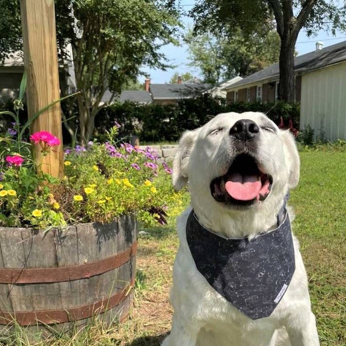 The Orion Dog Bandana for wholesale by Maple & Paws