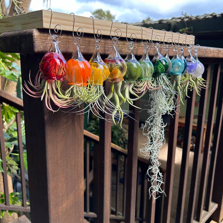 Terrapin Glass Gardens - Wholesale Hanging Planter -
Hand Blown Colorful Glass Vessels with Air Plant
