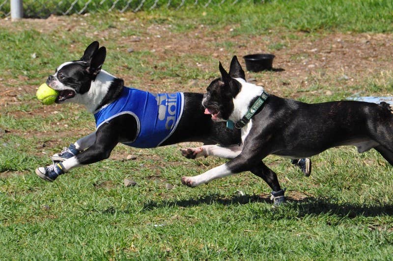 AllDogBoots – Großhandel Haustierstiefel – Hund – Zoomies Hundesneaker im Converse-Stil8