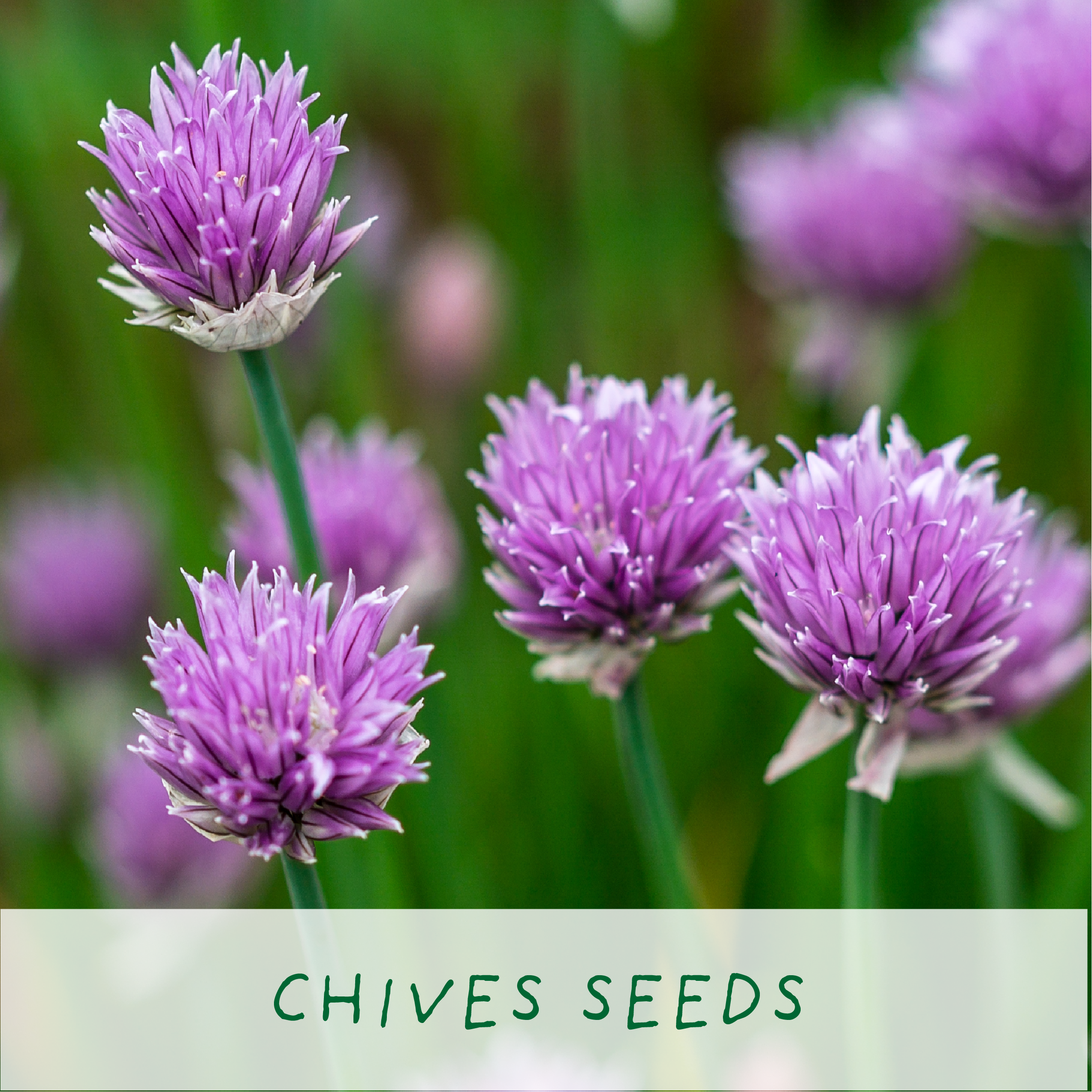 The Plant Gift Co. – wholesale Plant seeds – Mr. Herbyhead. Eco Grow Your Own Plant Kit, Gardening Gift.5