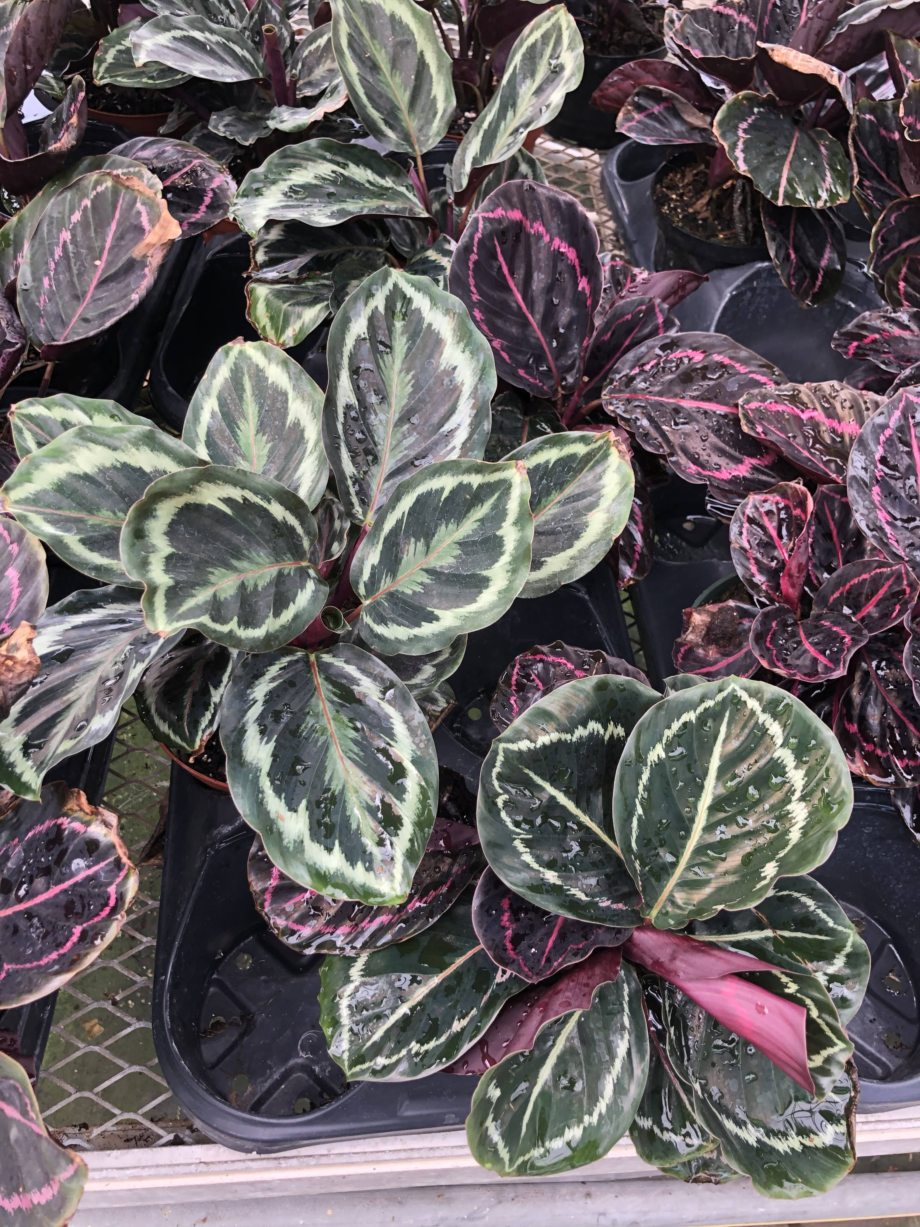 Anna's Garden, Home and Wellness - Wholesale Live Plant - 6" Calathea Assorted1