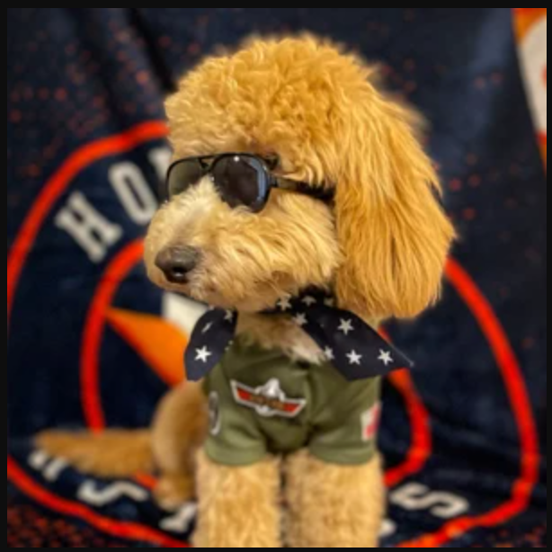 Icecreamtree Studio – wholesale Pet costume – Cat/dog – Top Gun Look Outfit Pilot Shirt, Scarf Set - Dog Cat Costume6