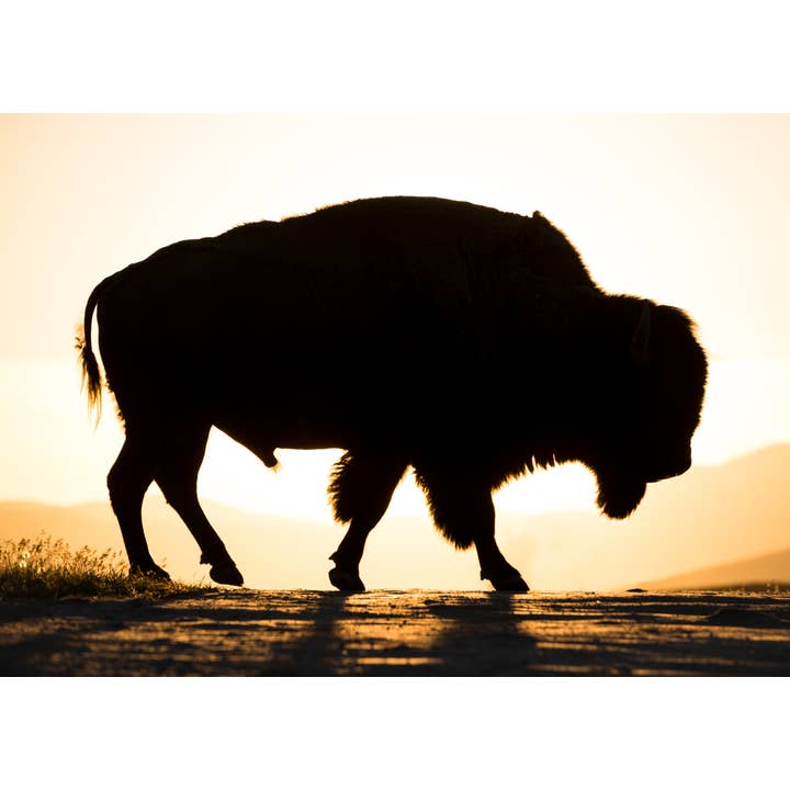 Sundown for wholesale by Laurie Childs Photography