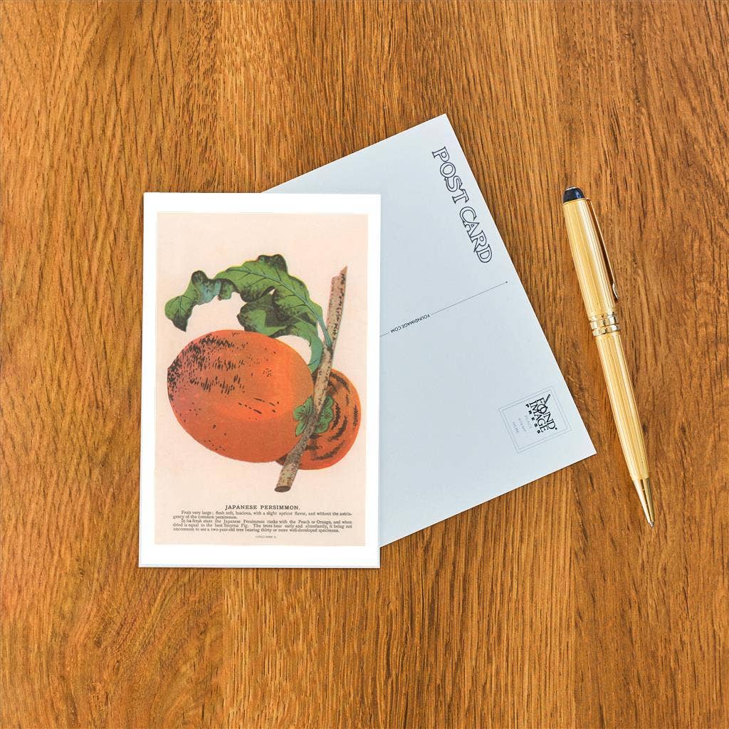 Found Image Press - Wholesale Postcard - Postcard FR-305 Japanese Persimmon1