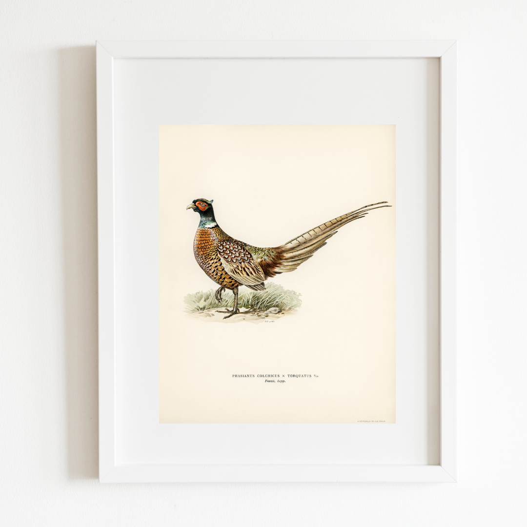Sea to Skye - Wholesale Art Print - Pheasant Antique Art Print3