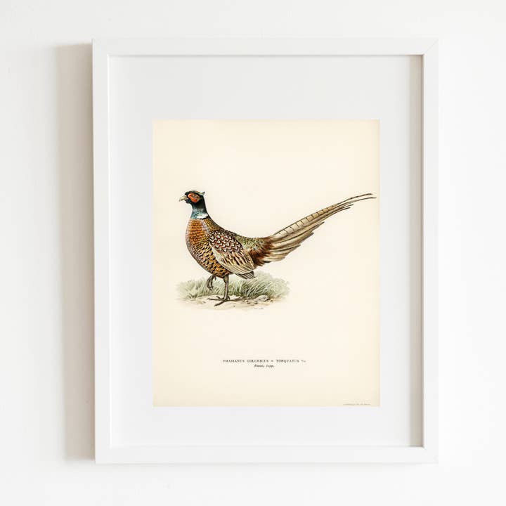 Sea to Skye - Wholesale Art Print - Pheasant Antique Art Print3