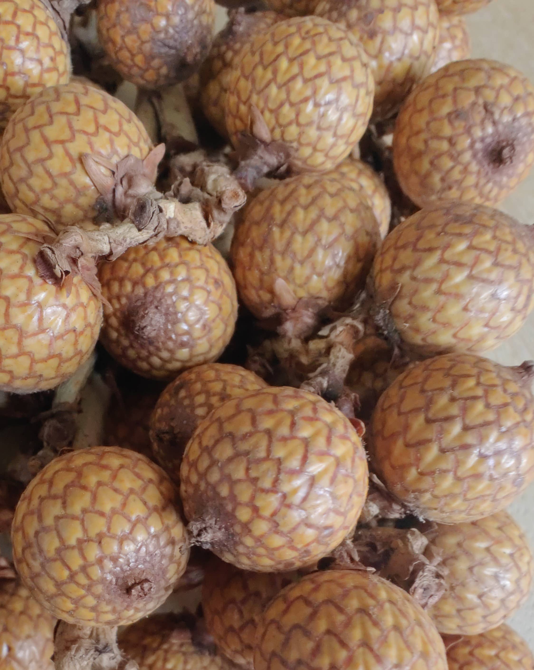 Product Import Holland - Wholesale Decorative Tabletop Object - Decorative plant - rattan fruit - natural - decoration2