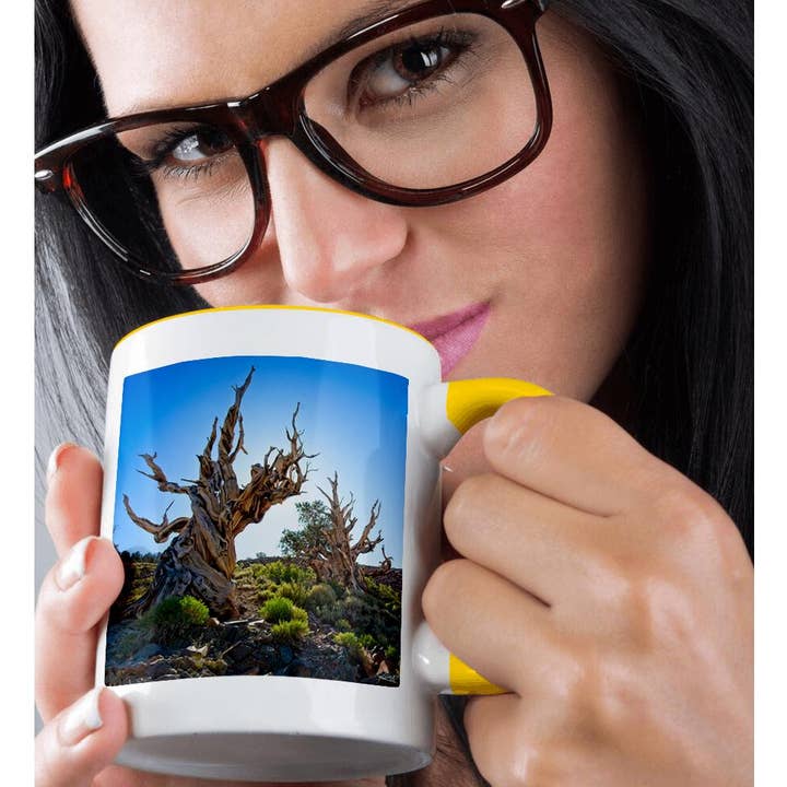 3dRose - Wholesale Coffee Mug - 3dRose, Two Backlit Ancient Pines in Inyo National Forest, Mug1