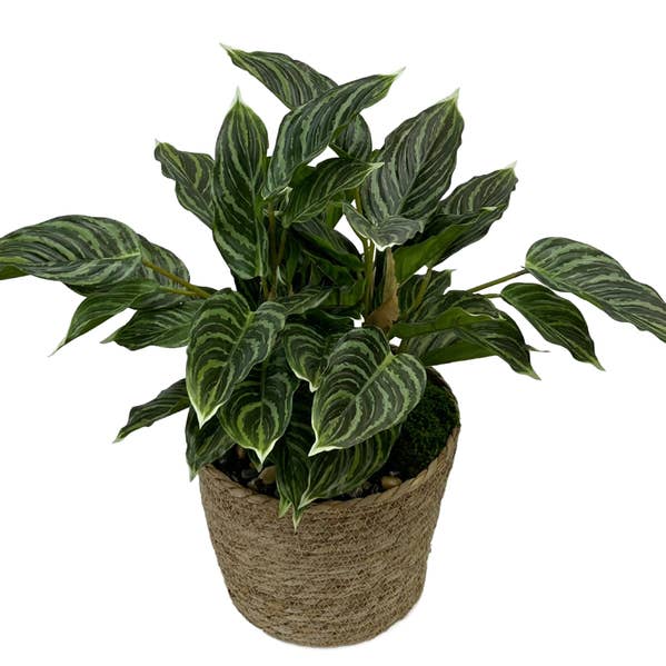 Rohden Plant Basket Tt for wholesale by The Ivy Guild
