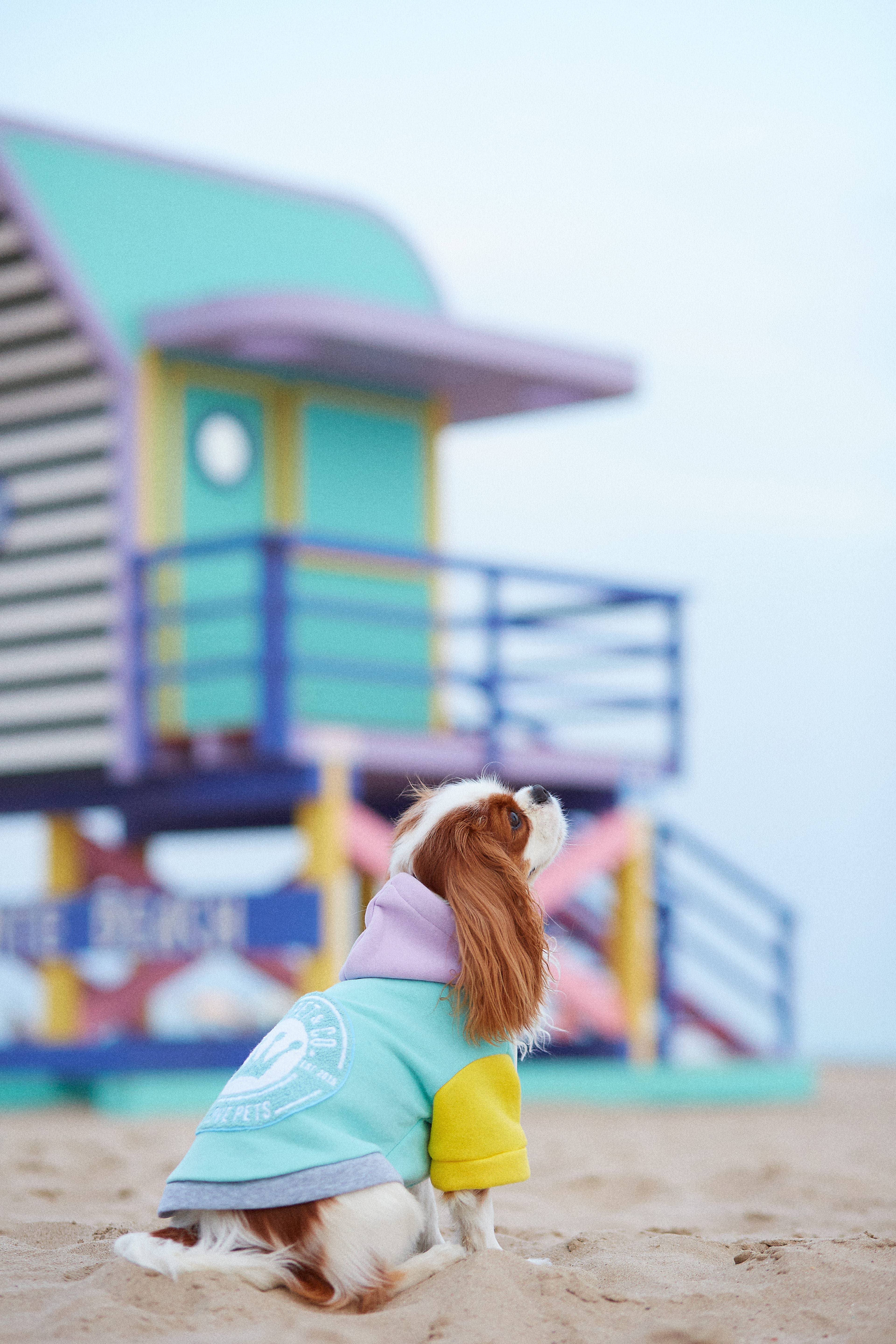 ARISTOPET - Wholesale Pet Hoodie - Dog - AUGUSTO AQUA HOODIE SWEATSHIRT18