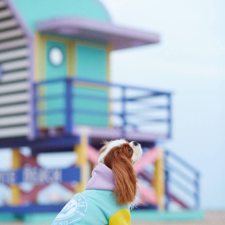 ARISTOPET - Wholesale Pet Hoodie - Dog - AUGUSTO AQUA HOODIE SWEATSHIRT18