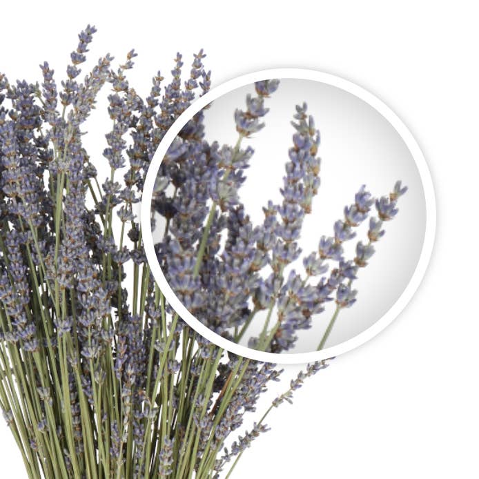 Capital Florist - Wholesale Dried/pressed flowers - French Lavender (Dried)3