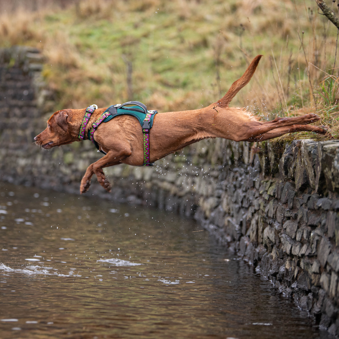 NEERDOG | Dog Harnesses | Dog Leads | Dog Collars | Coats – wholesale Pet harness – Dog – GO-B-BOLD Dog Harness | Breathable | Adjustable | Green7