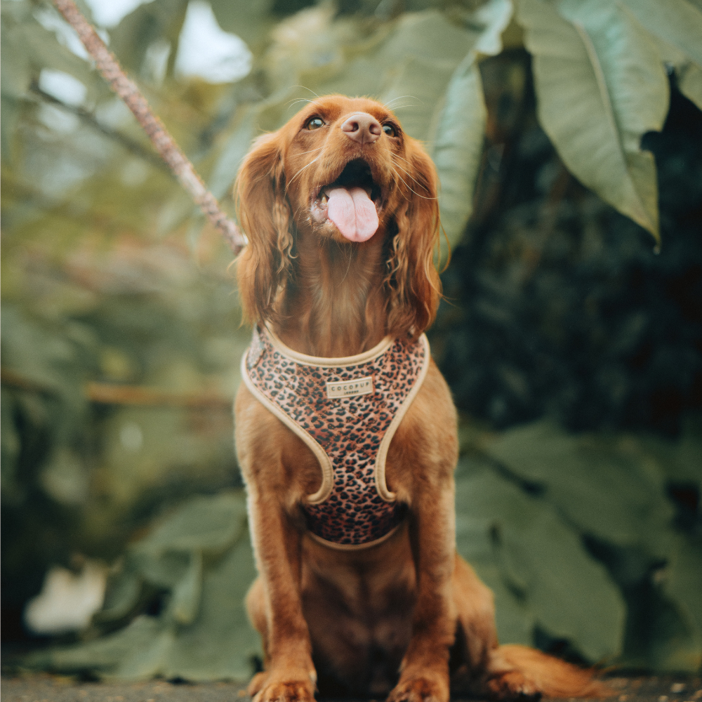 Cocopup London - Wholesale Pet Harness - Dog - Quilted Leopard Pup Adjustable Neck Harness48