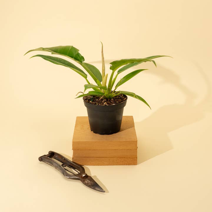 BWH Plant Co - Wholesale Live Plant - 4" Philodendron 'Jungle Boogie'