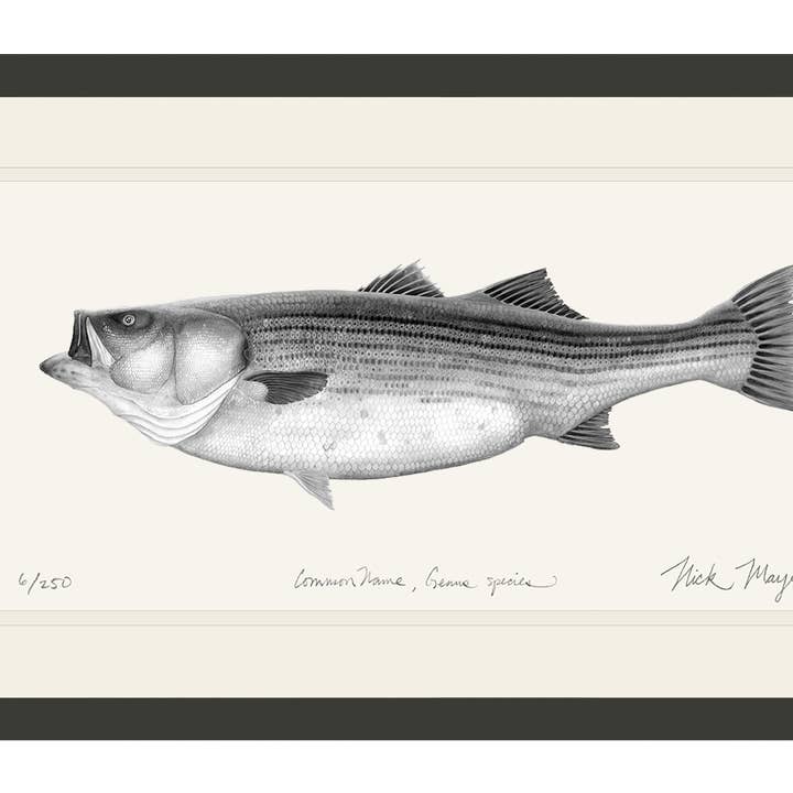 Stribet Bars, 60 lbs Limited Edition Print (S/H) for engroshandel hos Nick Mayer Art