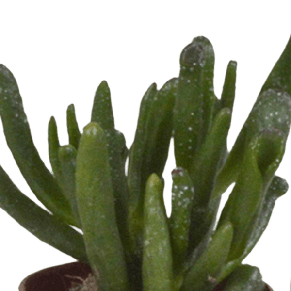 Oasis of Life – wholesale Succulent – Succulent Mix – 5 Plants – Ø5.5cm – Colorful Indoor Plant Mix – Easy-care & Decorative Mini Succulents Directly from the Grower3