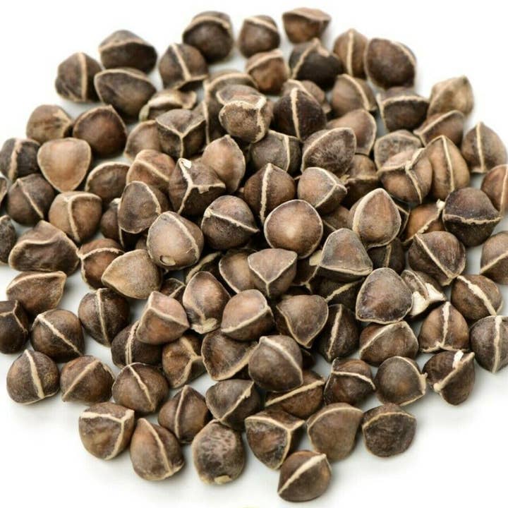 The Rike - Wholesale Plant Seeds - 250 Seeds Moringa Oleifera Seeds for Planting Drumstick Seeds Non-GMO for Sprouting, Planting, Cooking | 100% Natural & Wildcrafted | Non-GMO | for Planting Semillas De Moringa Tree & Culinary Use1