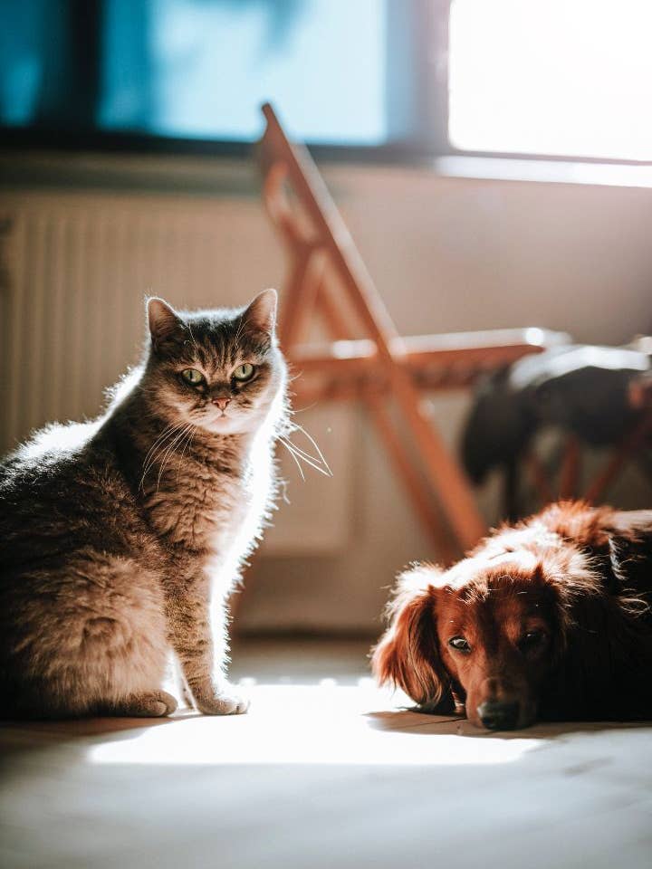 Petopia Fragrance Oil for wholesale by Forget Me Not oils Europe