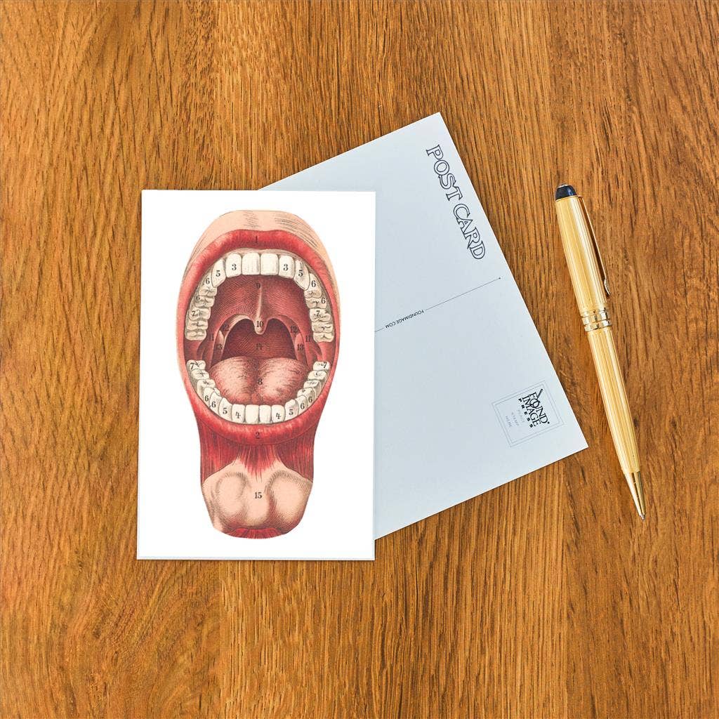 Found Image Press - Wholesale Postcard - Postcard AY-48 Diagram of Mouth and Teeth1