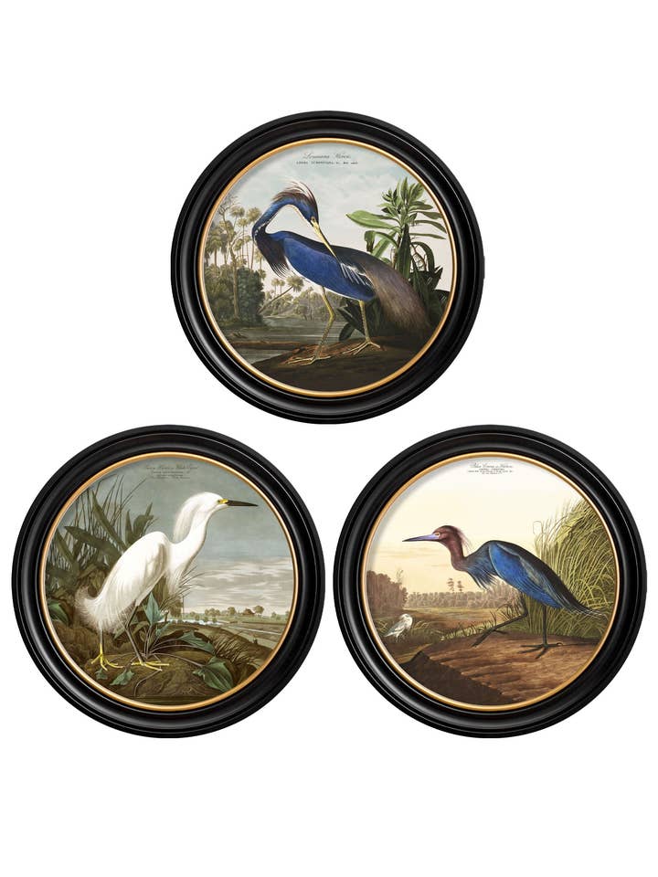 c.1838 Audubon's Herons in Round Frames for wholesale by T A Interiors Wall Art & Mirrors