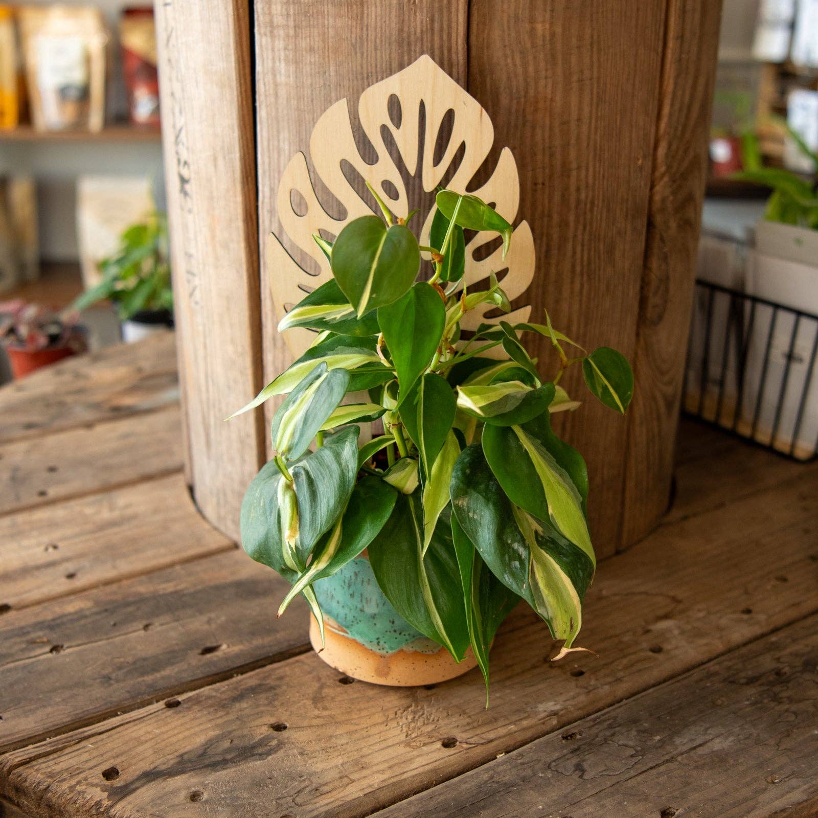 Still Magnolia - Wholesale Trellis - Plant Trellis - Monstera Leaf1