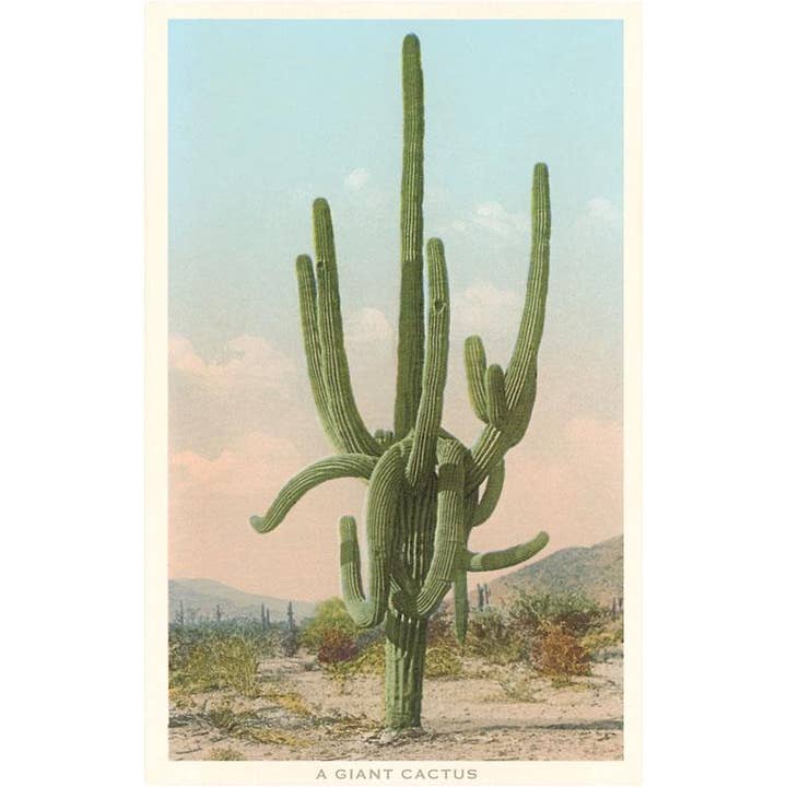 Found Image Press - Wholesale Postcard - Postcard ZA-34 Giant Multi-Armed Saguaro Cactus