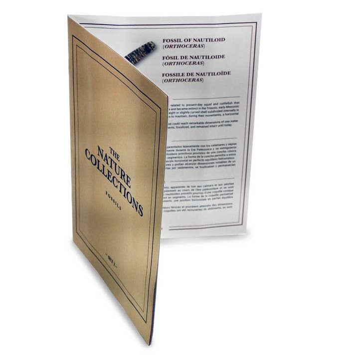 Safari Ltd. - Wholesale Decorative Tabletop Object - GEOWorld - The Nature Collections - Fossils Set #2