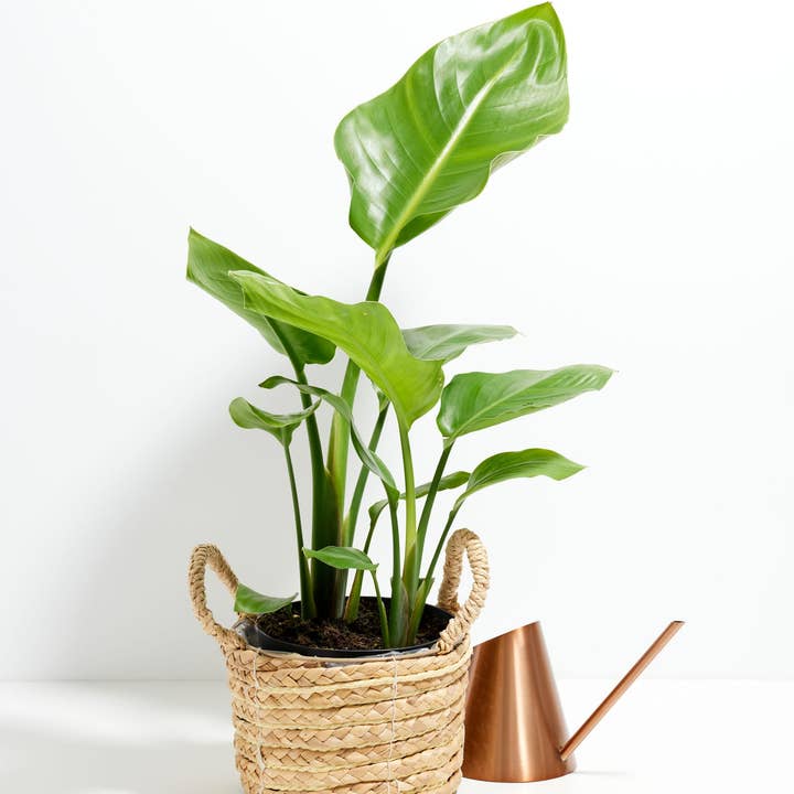 Lively Root - Wholesale Live Plant - Giant Bird of Paradise15