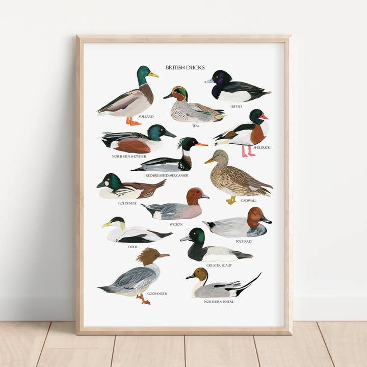 British Ducks Art Print for wholesale by Sarah Frances