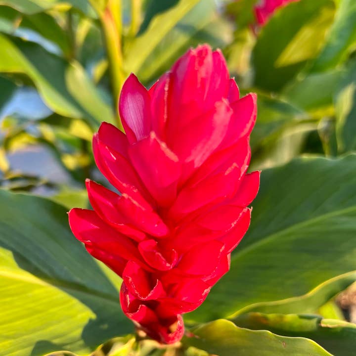 Pukalani Floral - Wholesale Artificial Flowers - Fresh Red Ginger Flowers