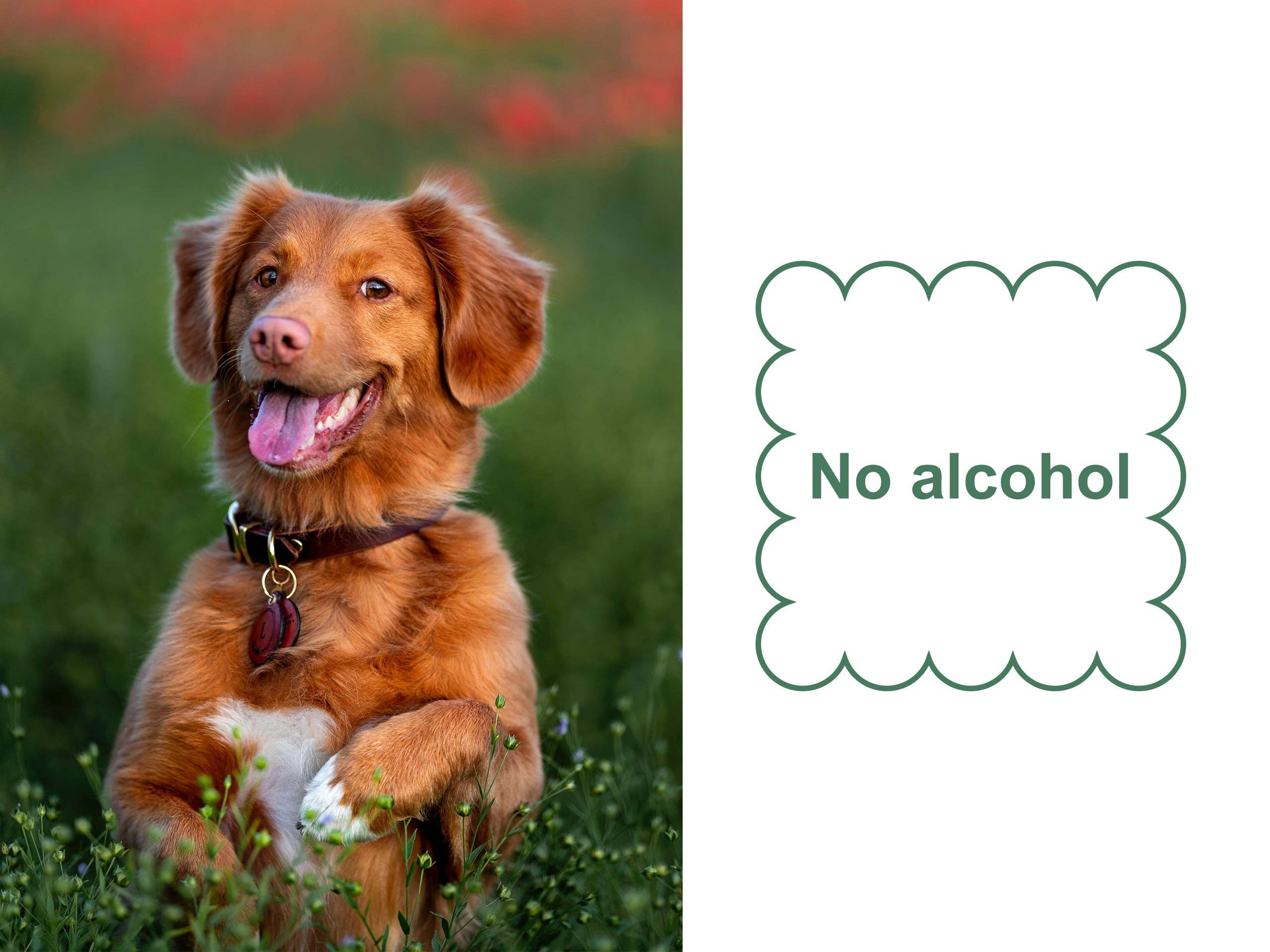 Mr. Peanut's - Wholesale Pet Grooming Aid - Dog - Mr. Peanut's Naturals Plant Based, Flushable, Compostable, Unscented Pet Wipes, 160 Count, Larger 8x6" Size8