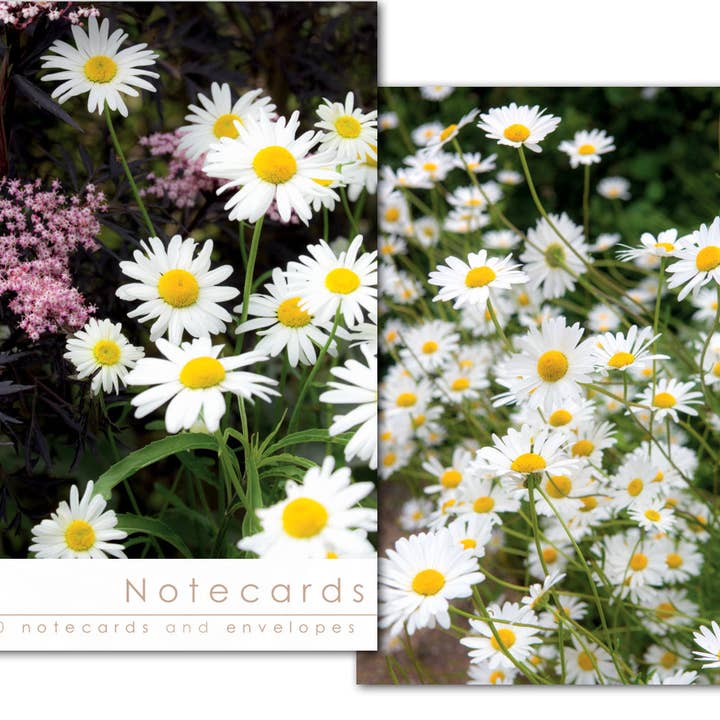 Notecard Wallet - Daisies/Black Elder (10 cards) for wholesale by Leonard Smith