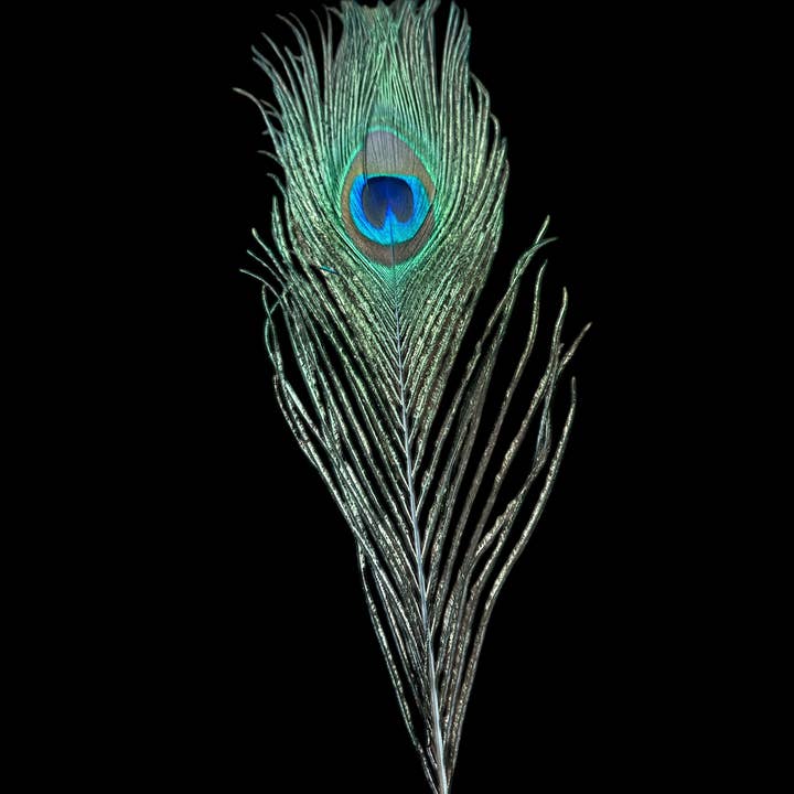Nati Natash - Wholesale Feathers - Peacock Feathers