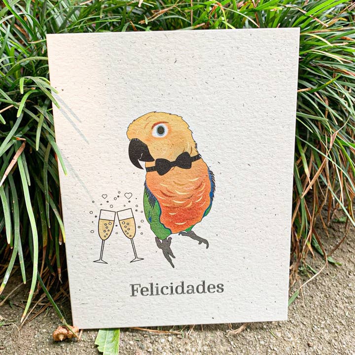 Felicidades - Jenday Conure for wholesale by Hakuna Matata Vibes