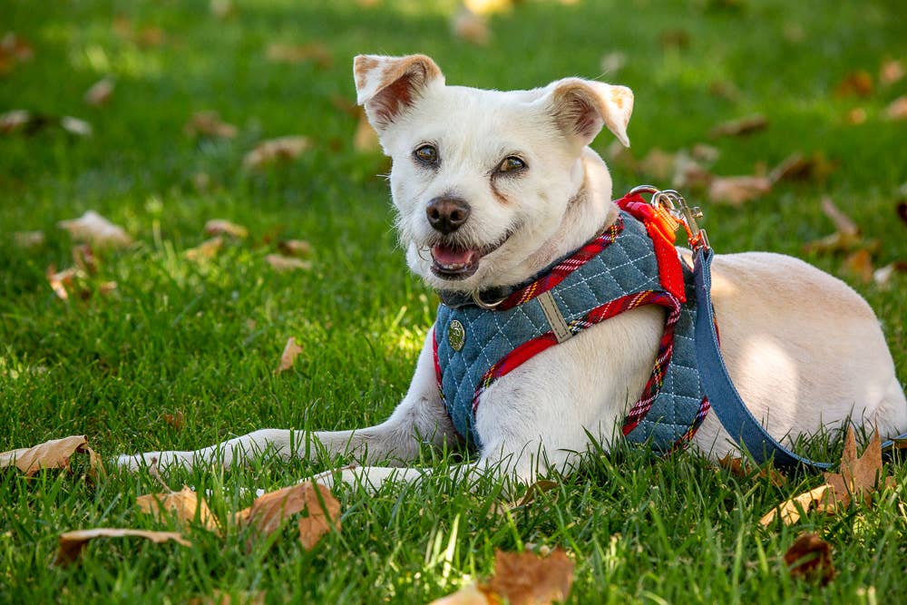 Urban Dog Stars - Wholesale Pet Harness - Dog - Step-In Denim Harness - Red Plaid3