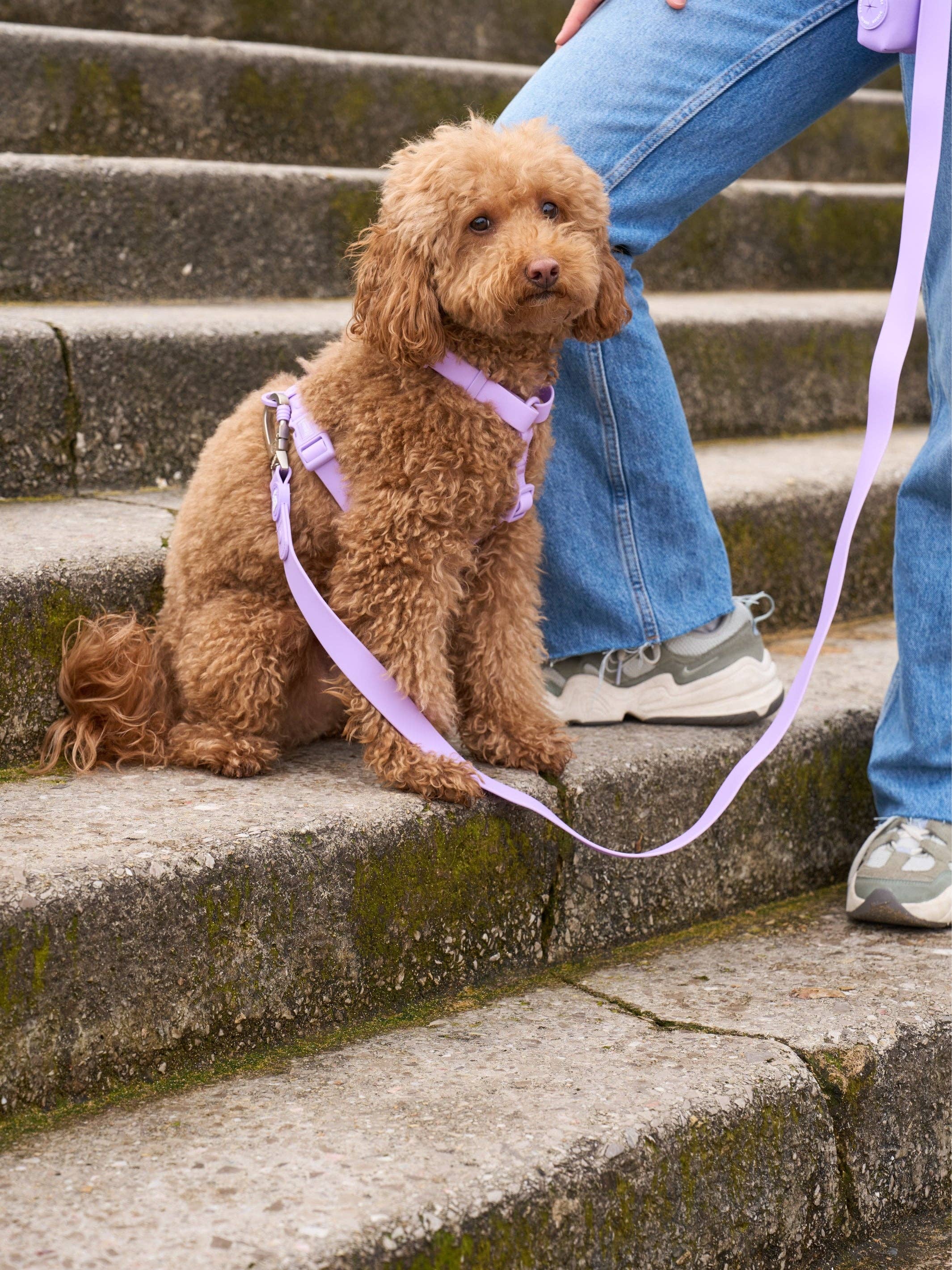 Dukier - Vente Harnais – chien - ARNES IMPERMÉABLE POUR CHIEN VIOLET3