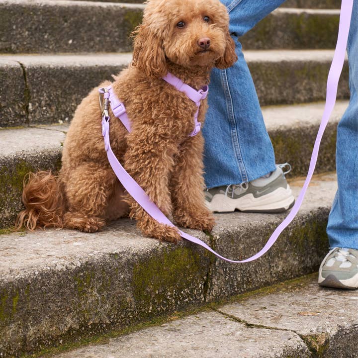 Dukier - Wholesale Pet Harness - Dog - PURPLE WATERPROOF DOG HARNESS3