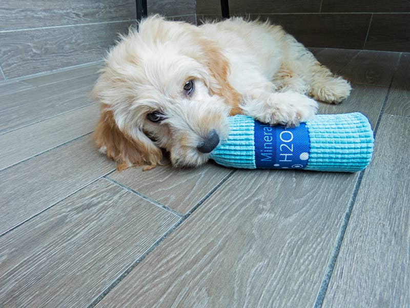 Scoochie Pet Products - Wholesale Pet Chew Toy - Dog - 8 Inch Crunchzilla Eco Friendly Water Bottle1