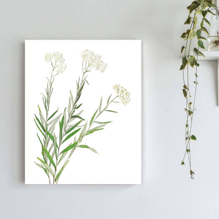 Imprimé d'art botanique perlé éternel pour la vente par Little Green Herbaria