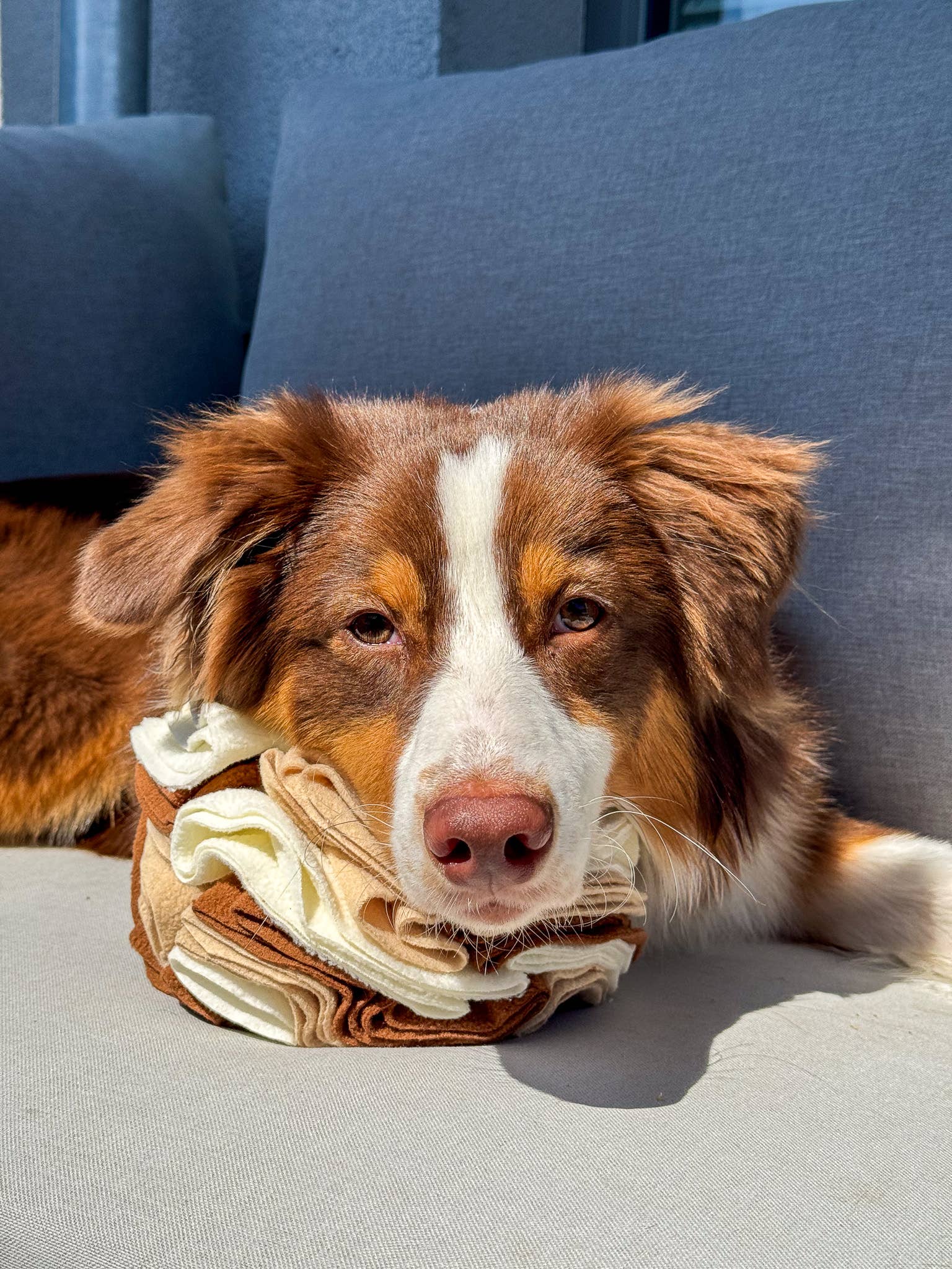 Doggotique - Wholesale Pet Squeaky Toy - Dog - Snuffle ball for dogs, snack toy dog, dog toy12